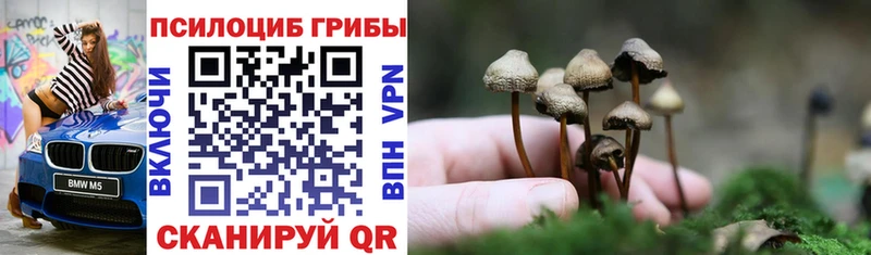 купить наркотик  ОМГ ОМГ сайт  Галлюциногенные грибы Cubensis  Чекалин 